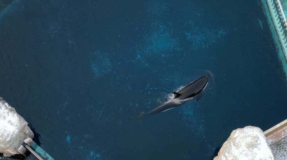 Kiska, the last captive orca or killer whale in Canada, swims in her concrete tank in Niagara Falls, Ontario, Canada, February 6, 2023 in this screengrab obtained from a social media video. Phil Demers/ Instagram & TikTok @UrgenSeas/via REUTERS THIS IMAGE HAS BEEN SUPPLIED BY A THIRD PARTY. MANDATORY CREDIT. NO RESALES. NO ARCHIVES.