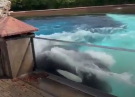 Kiska was seen thrashing against the side of her tank at MarineLand