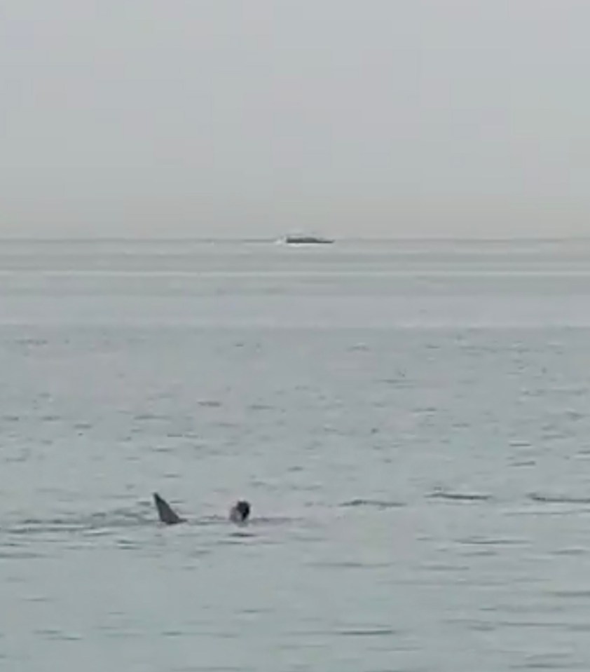 The moment the tiger shark pounced on the Russian tourist