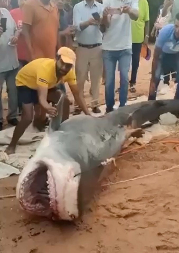 Egypt's environment ministry said a team had captured the shark 'to inspect it'