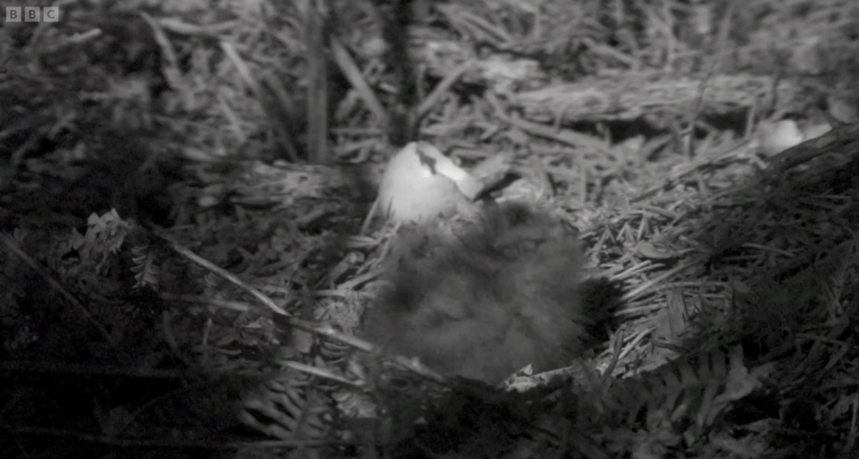 The night cameras showed two nightjar chicks in a nest