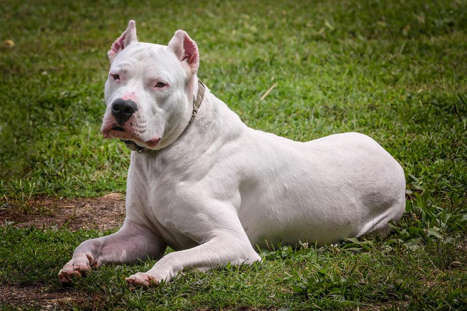 The Dogo Argentino was bred for 'big-game hunting' and is now banned in the UK