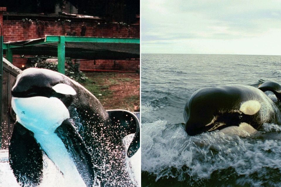 Despite the best efforts of activists, Keiko could not blend in with other orcas and died in 2003