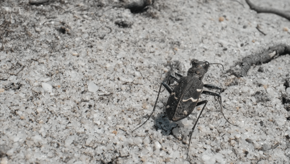 Megan then demonstrated how the deadly creature would hunt and consume unsuspecting ants