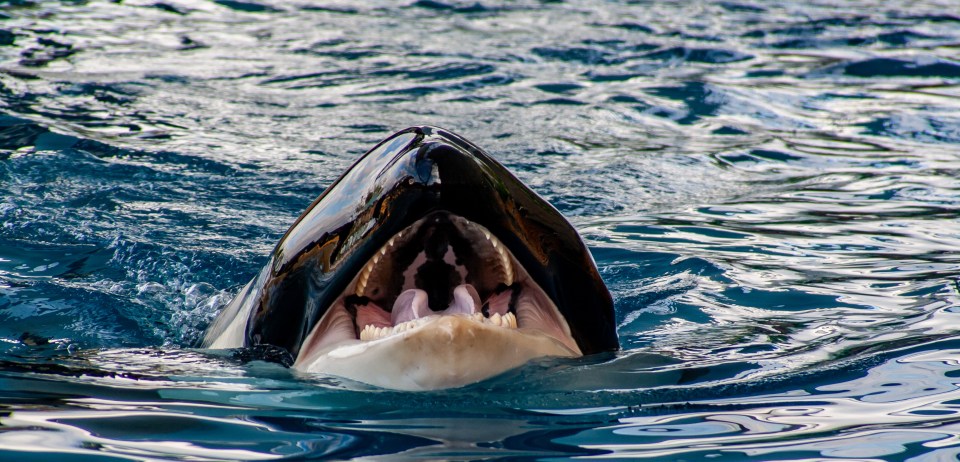 Killer whales like the notorious orca dubbed White Gladis have been attacking boats for years