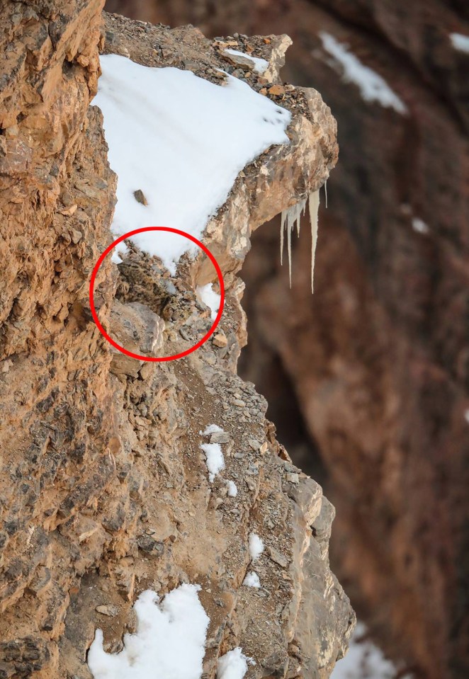 The creature incredibly blended in with its surroundings in the Spiti Valley