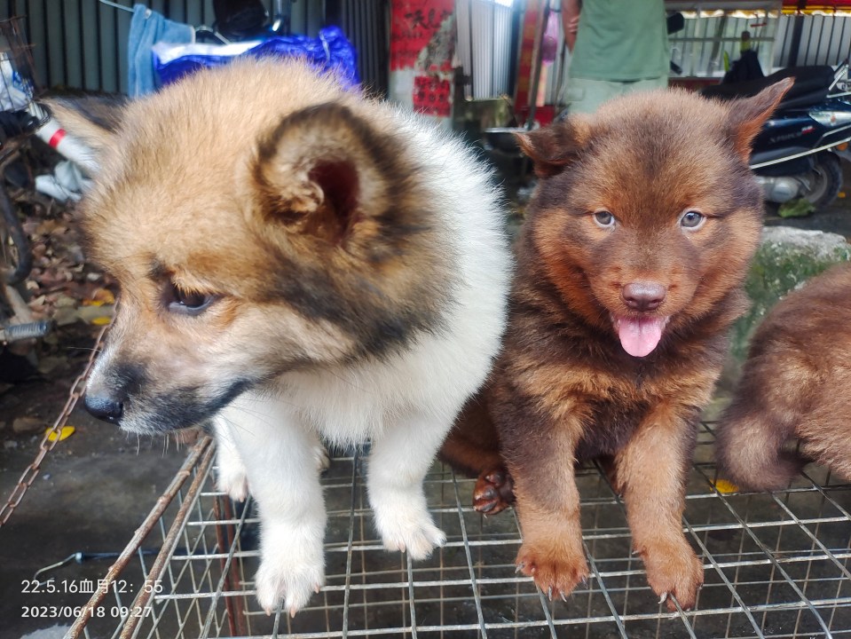 Innocent puppies pictured for sale at this year's Yulin Dog Meat festival