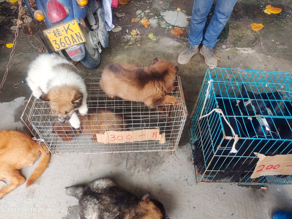 Dogs are kept in cramped cages before being slaughtered with prices listed on the cages