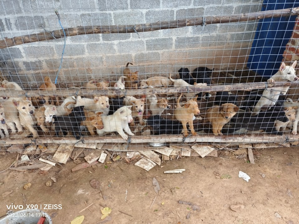 NoToDogMeat says there have been more puppies for sale in this year's dog meat festival