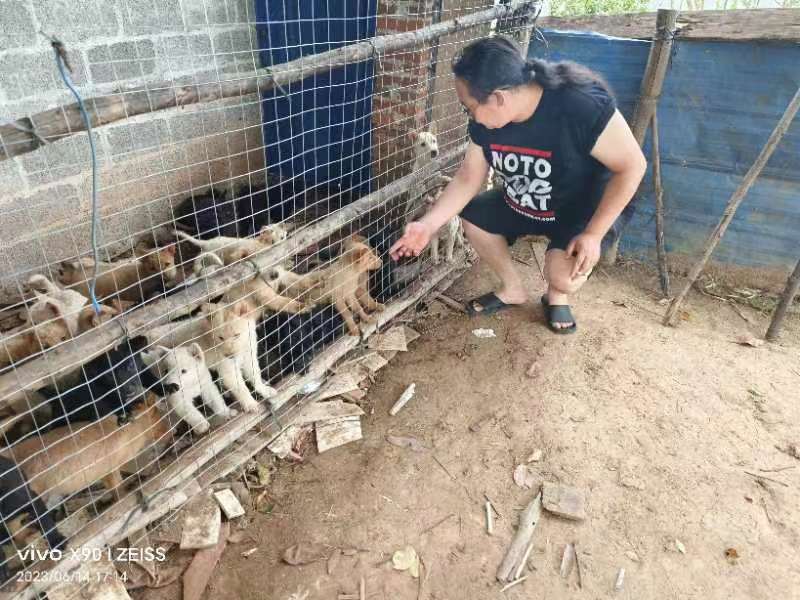 NoToDogMeat activist Qin Xi Zhao went undercover earlier this week to save puppies from a slaughterhouse