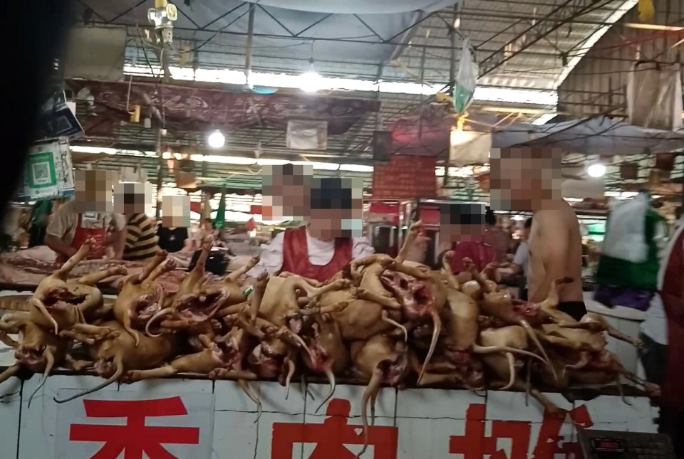 Dead, blowtorched dogs are flogged for meat at the annual event in China