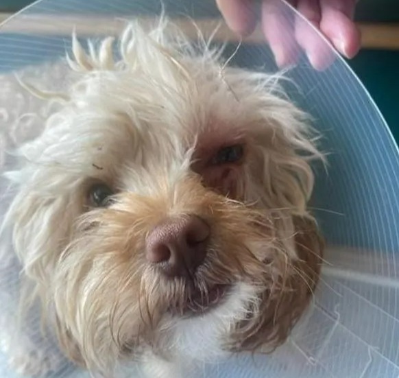 Cavapoo Mable sustained a nasty wound to her eye