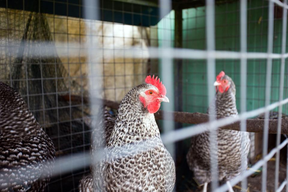 Bird flu is ripping through flocks in the UK but there is no proof it can spread between humans