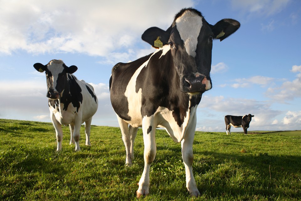 Dairy producers Arla are confident that milk prices won't fall much further