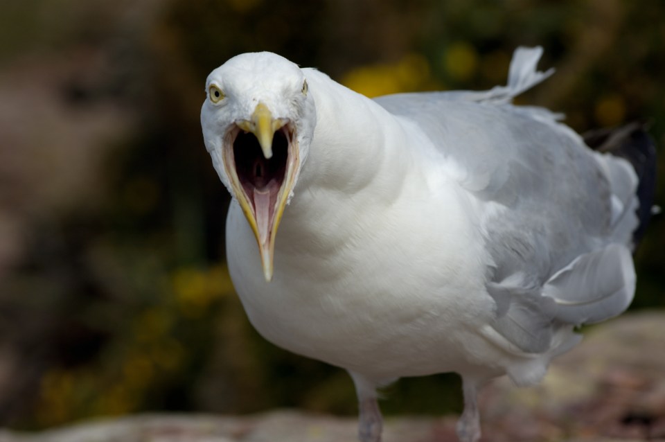 Noisy seagulls are causing a flap with their constant squawking