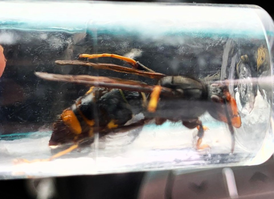 An Asian hornet caught this season on Jersey