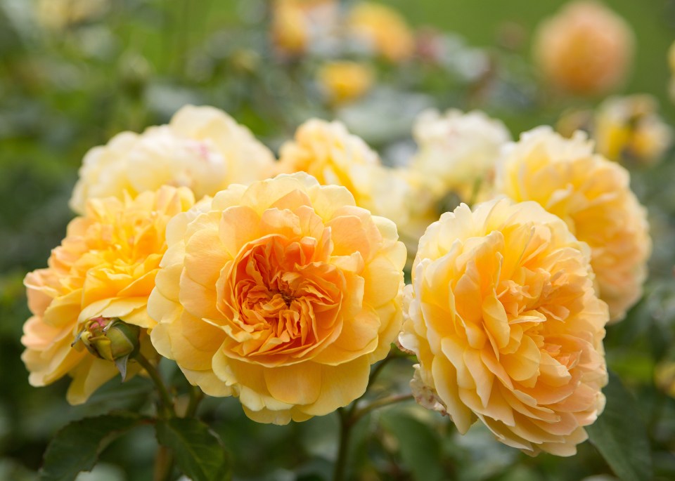 Gardeners are going bananas for an ingredient which makes their roses bloom