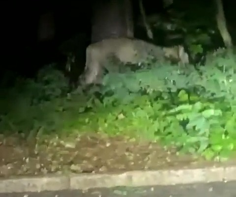 A fresh police operation is underway to locate the suspected missing lion in Berlin