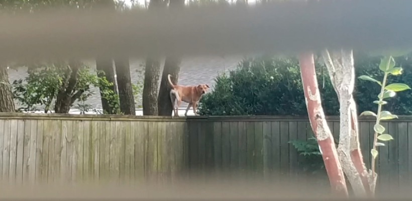 Pupu sky enjoys strolling along the fence