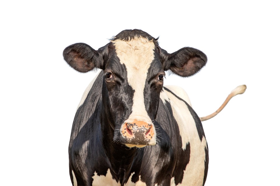 Farms in Wales are feeding livestock daffodils to help prevent harmful gasses entering the atmosphere