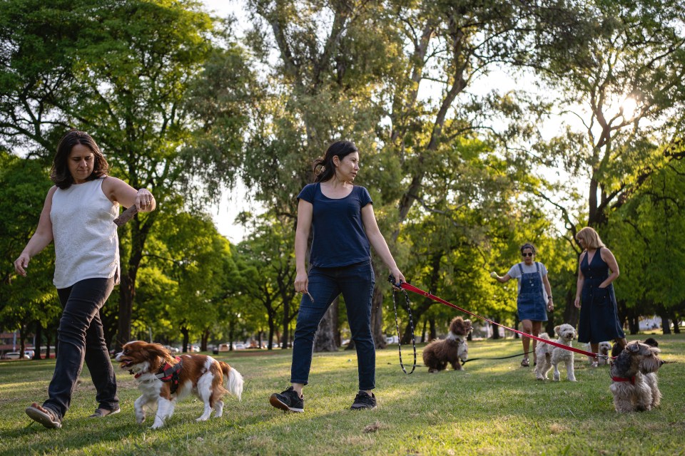 Doggy parks are a big no-go, according to the vet