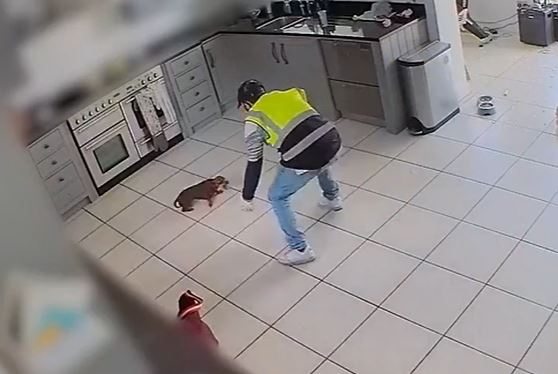 The fake delivery man wore a cap and high-vis vest as he snatched the Dachshund