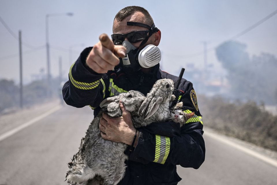 A fireman rescues a cat and two rabbits from the blaze between the villages of Kiotari and Gennadi