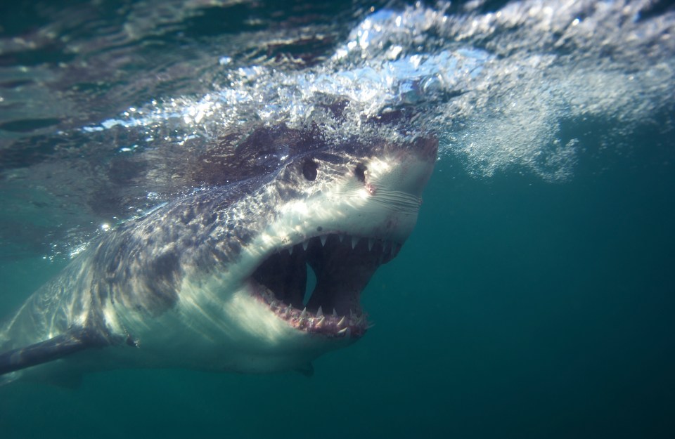 Great white sharks could soon appear in UK waters