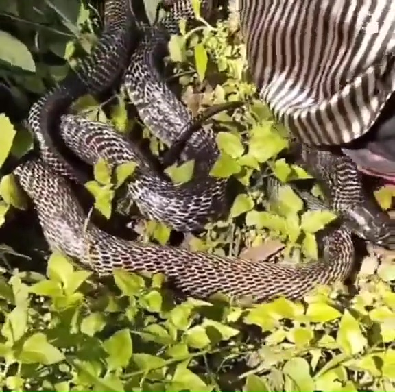 The venomous cobra slithers away