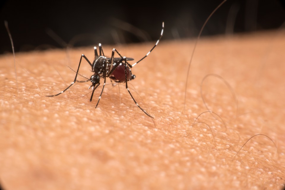 Dengue fever spreads by mosquitoes