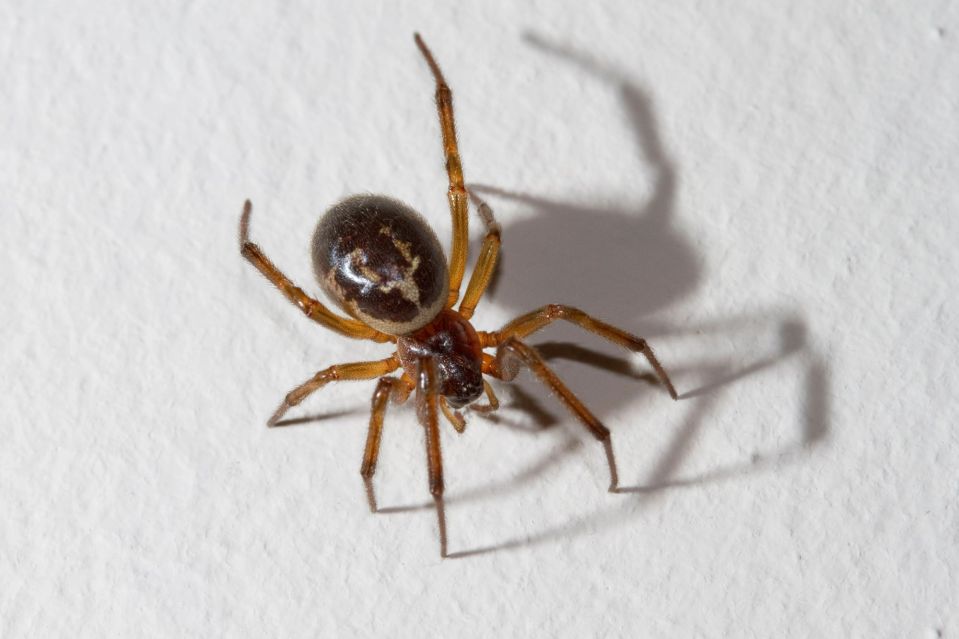 False widows are recognisable from the markings on their body