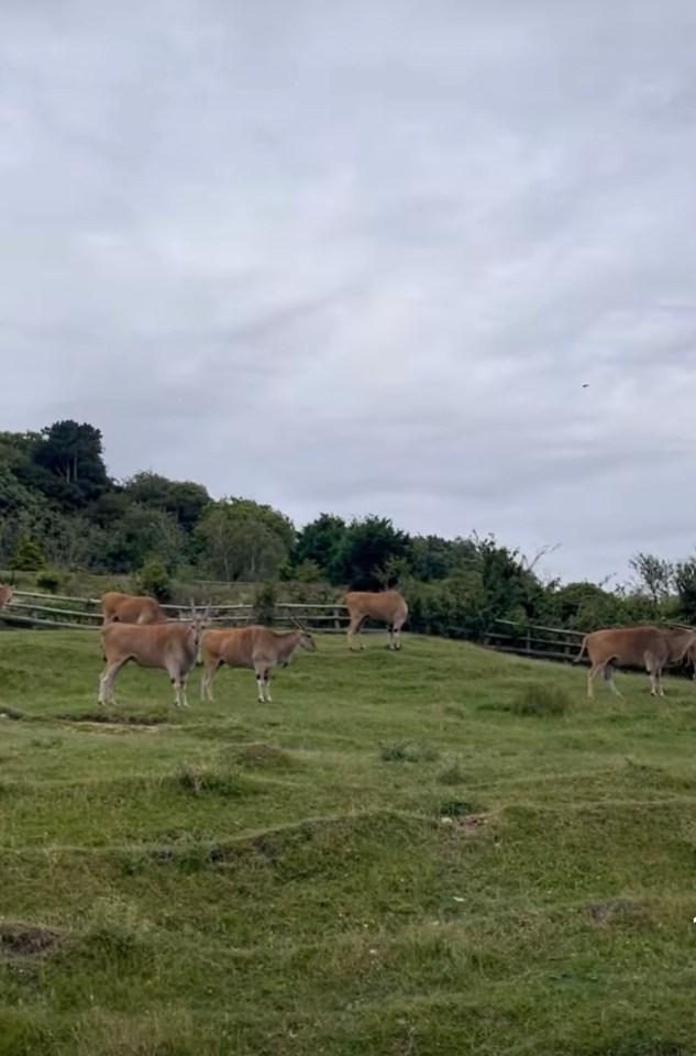 The family snapped various animals including antelopes and giraffes