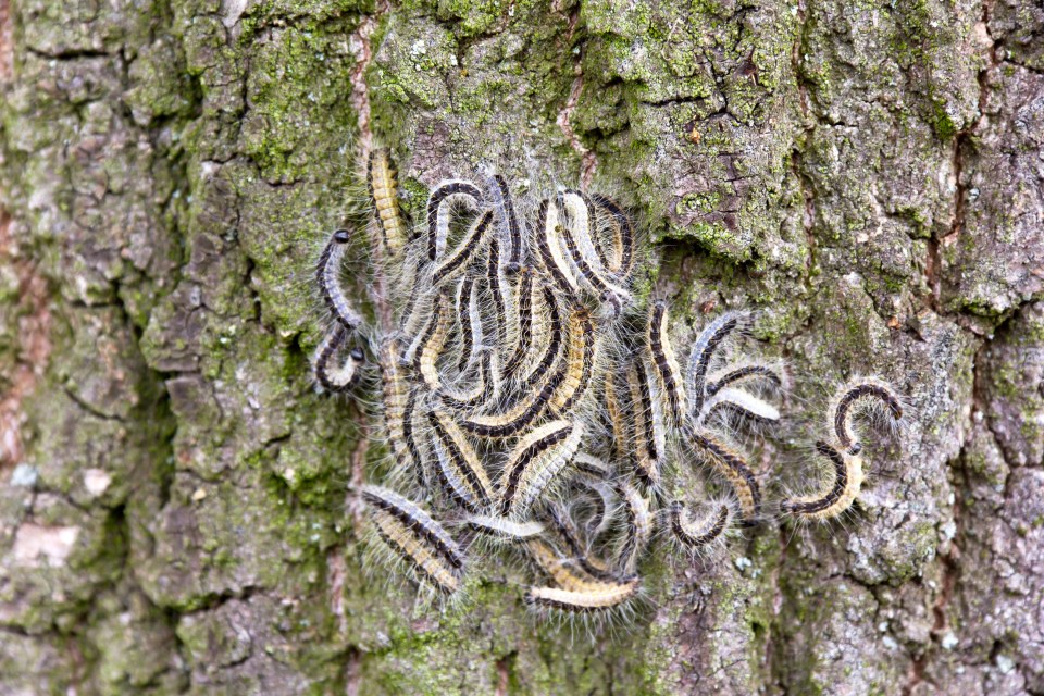 Oak processionary moths, which are poisonous in their caterpillar stage, 'pose a threat to human health', experts warn