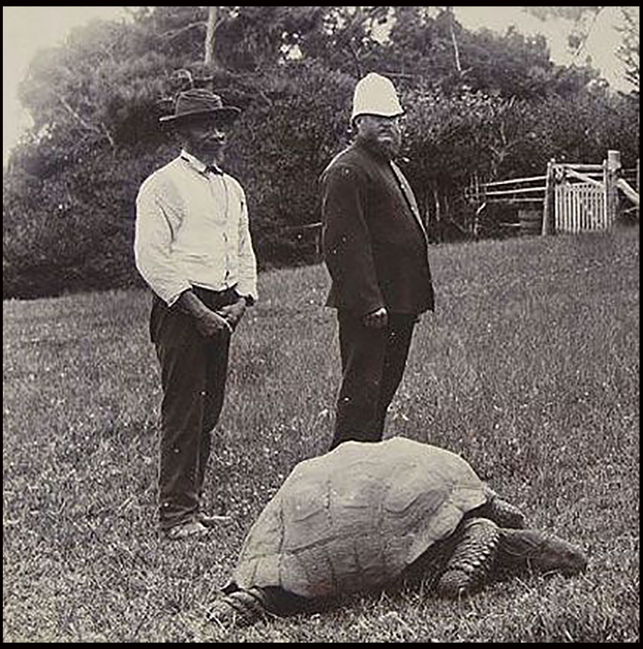 Saint Helena is also home to the oldest giant tortoise in the world