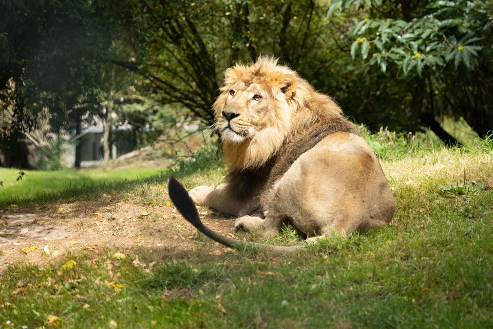 Disgruntled locals say that the animals are not the problem