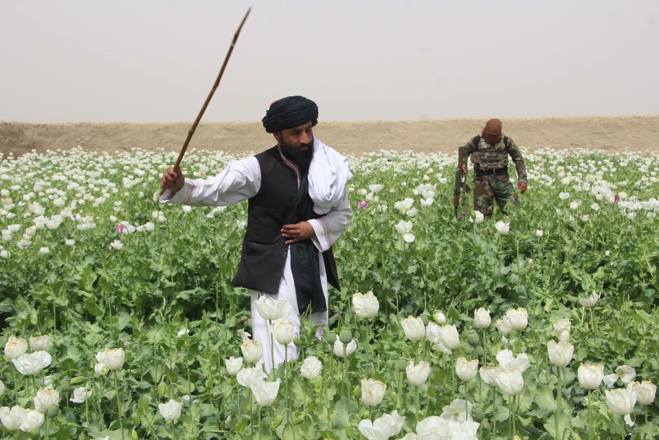 A field of crops in Afghanistan is cleared in March amid poppy ban by Akhundzada