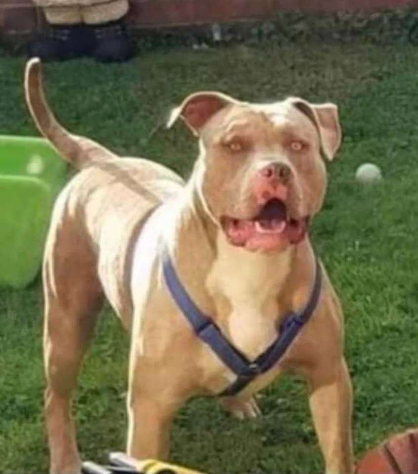 The American XL Bully called Beast weighed 8st