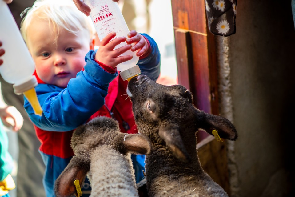 Have fun at the farm and enjoy the daily animal feedings