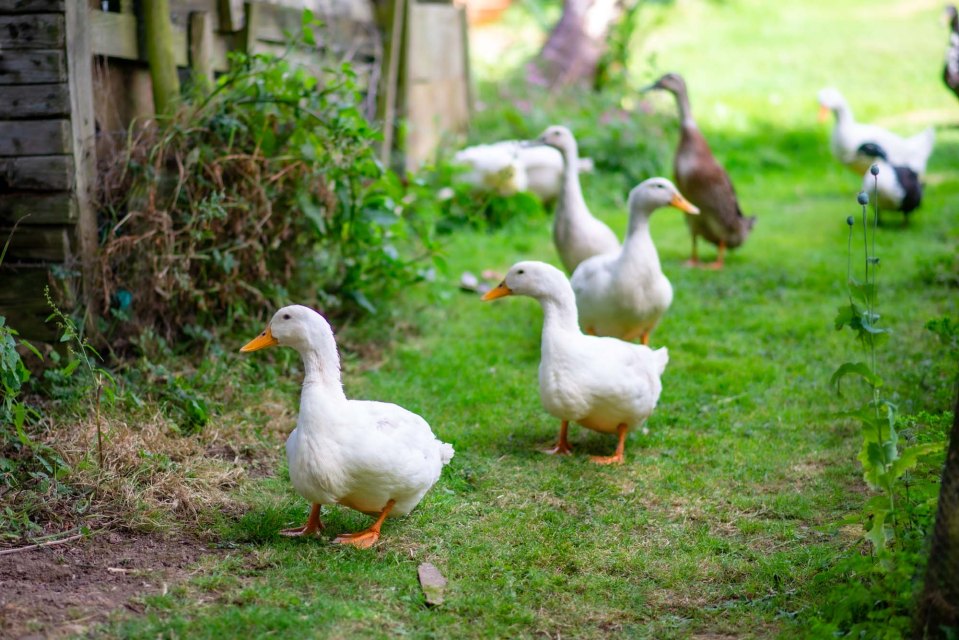 The ducks are friendly at the farm