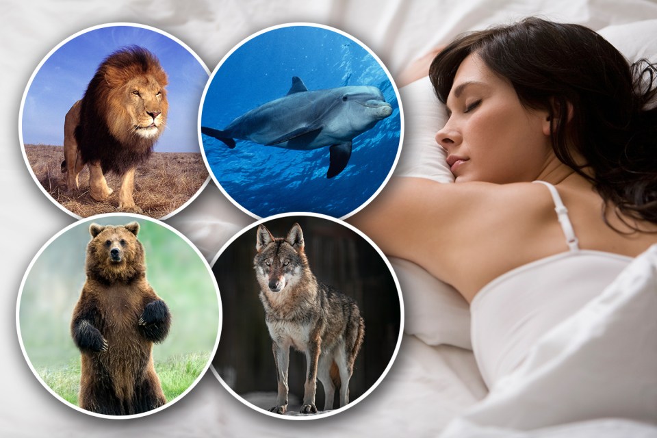 There are four sleep chronotypes – lions, dolphins, bears and wolves