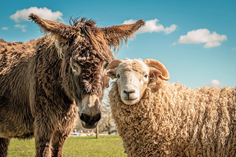 Farm entry is included, so you can meet the resident animals