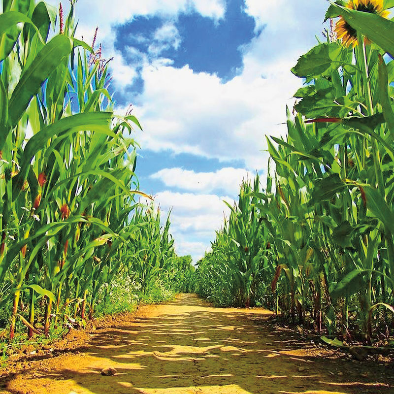 Get lost in three miles of maize at Wistow Maze, a 20-minute drive from Brook Meadow