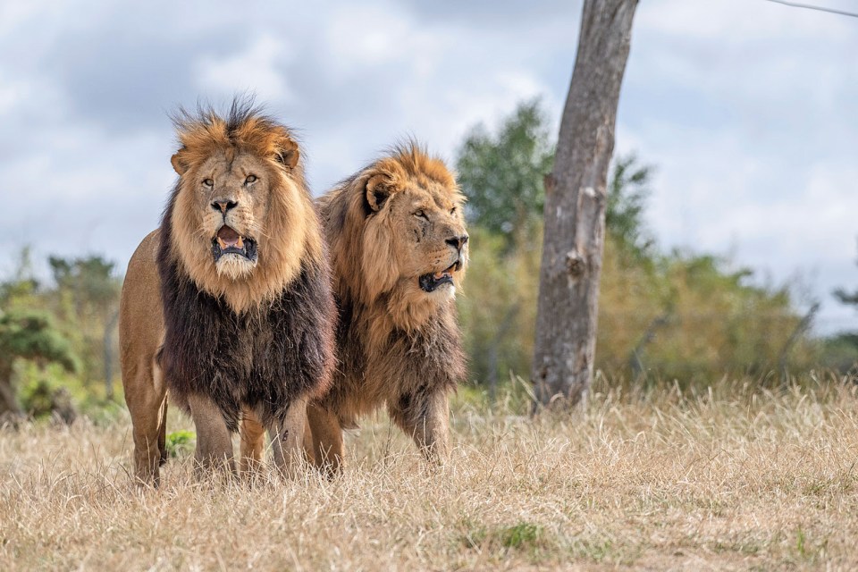 See lions and feed giraffes from your car by heading to West Midland Safari Park