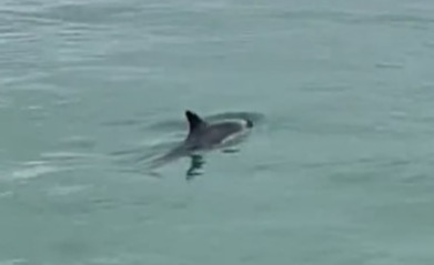 This baby dolphin died after the tide went out