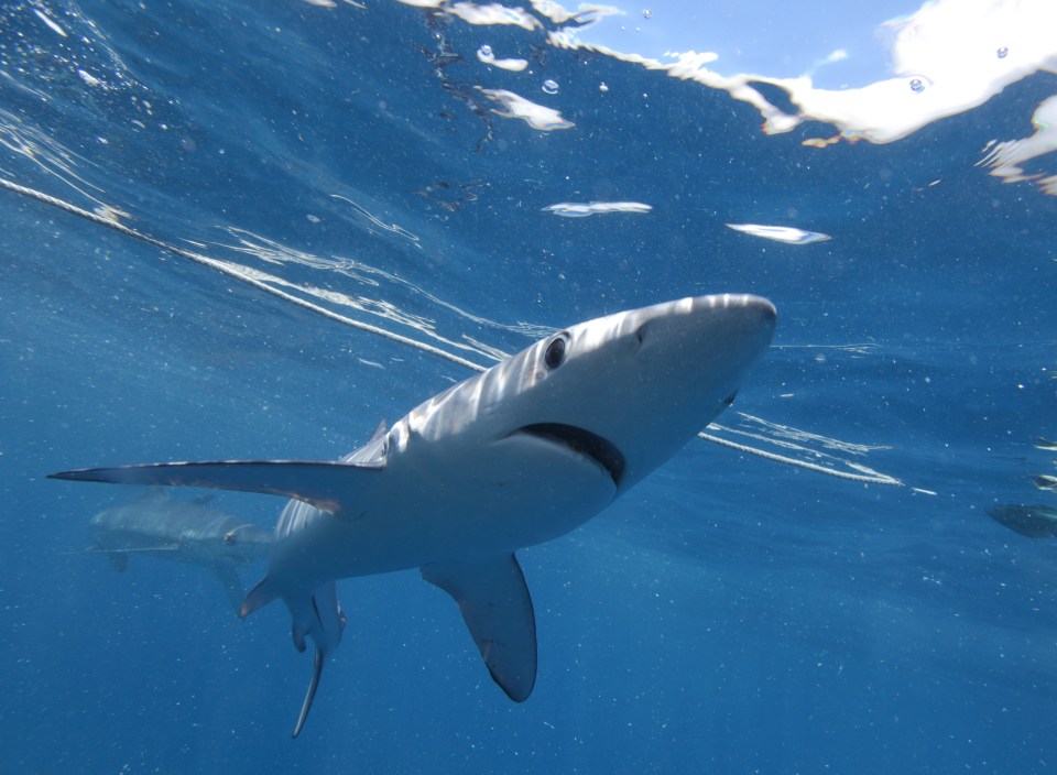 The blue shark attacked the swimmer’s leg and foot