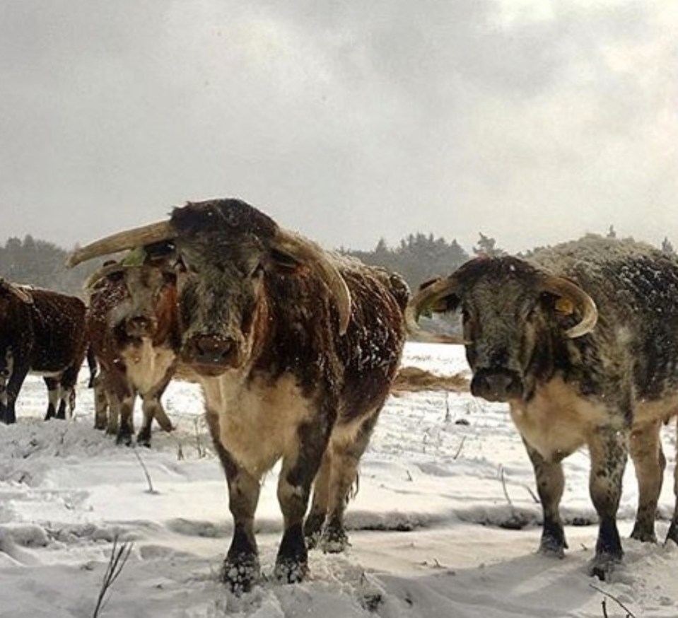 There are also English Longhorns which call the estate 'home'