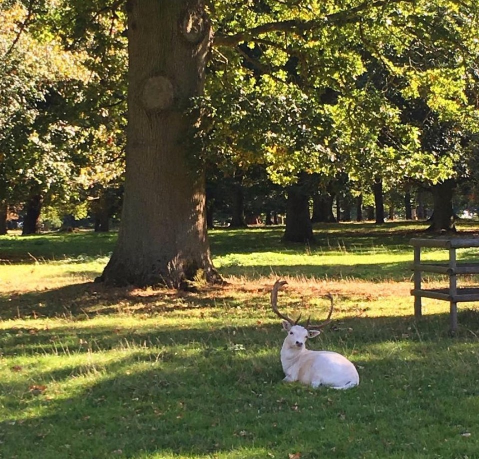 Houghton Hall has white deer living in the grounds