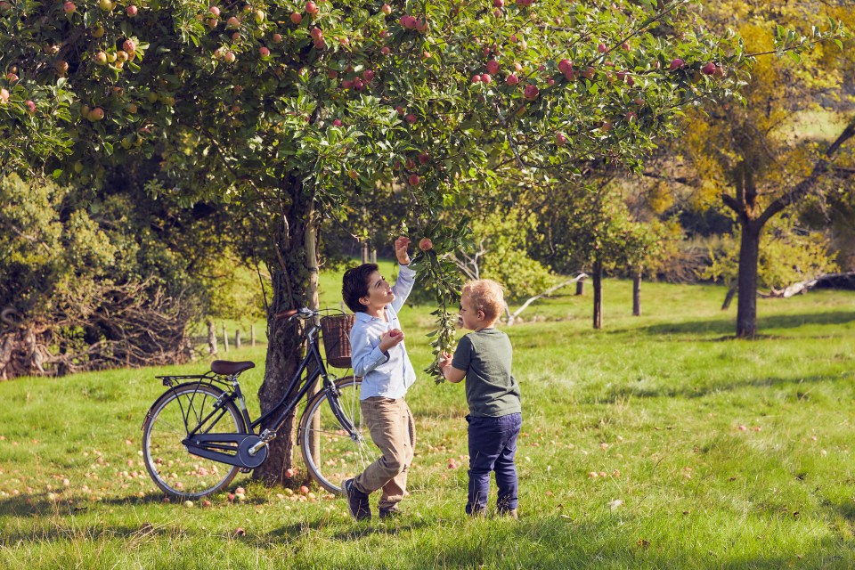 Have fun picking apples on a Hereford cider farm