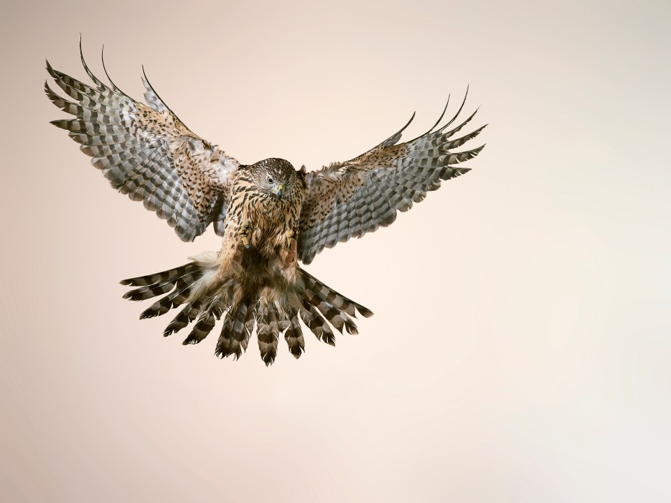 Chris sniffed a Goshawk on telly and someone snitched on him