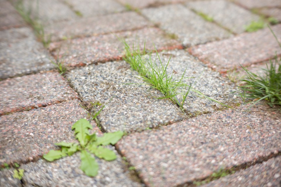 If your patio is covered in weeds, we've got just the thing for you